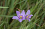 Catchfly prairie gentain